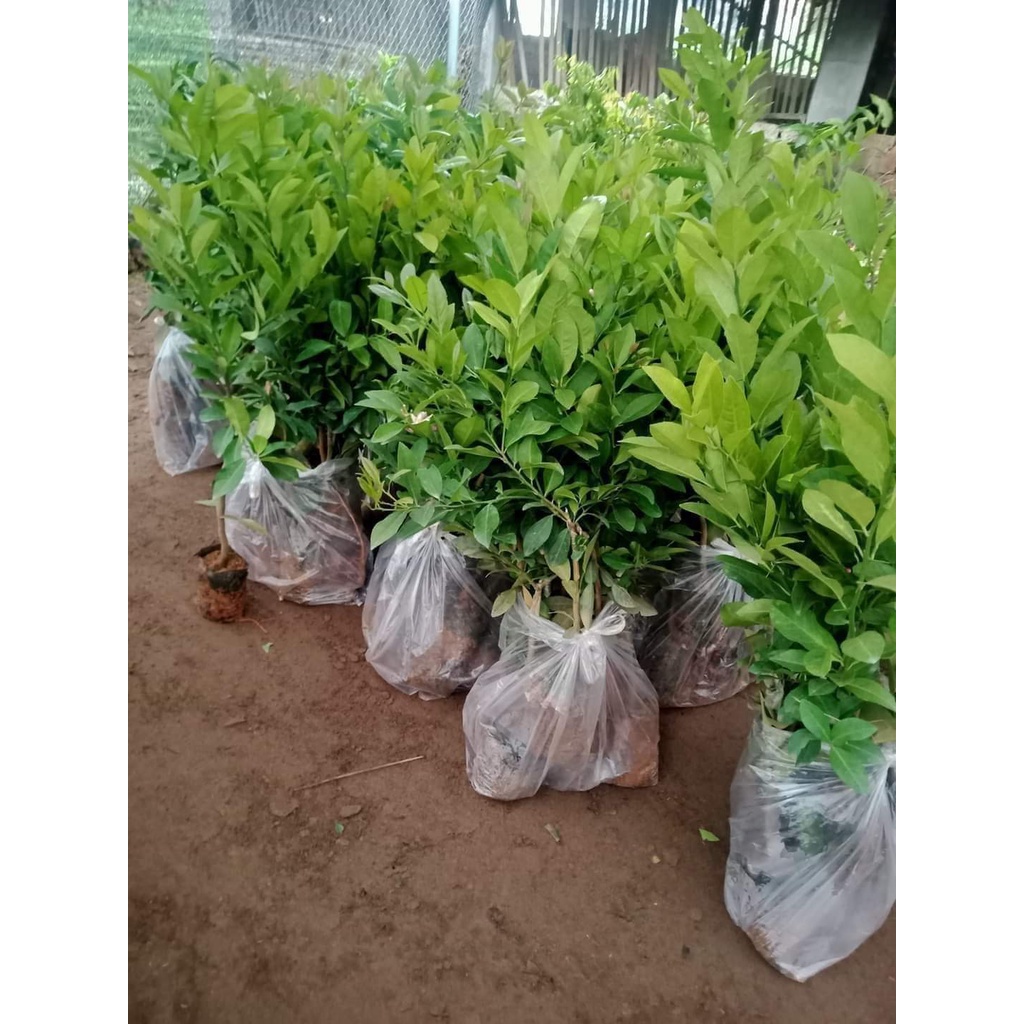 Cây Giống Chanh Giấy siêu sớm (CHO TRÁI SIÊU SỚM)