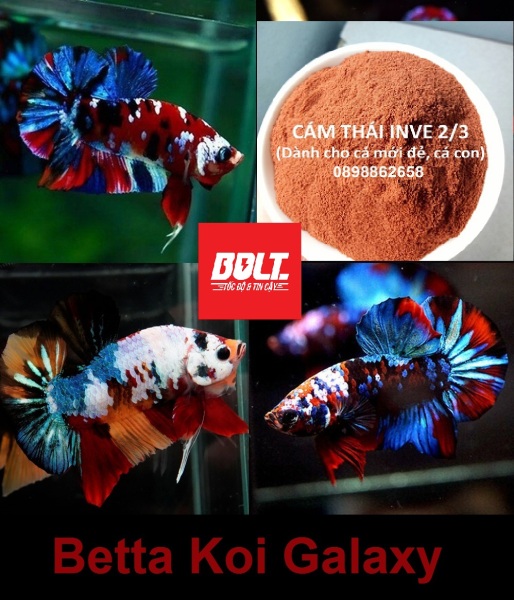 Cám cá 10gr + 1 Koi Red Galxay - Bolt Unicolour Betta