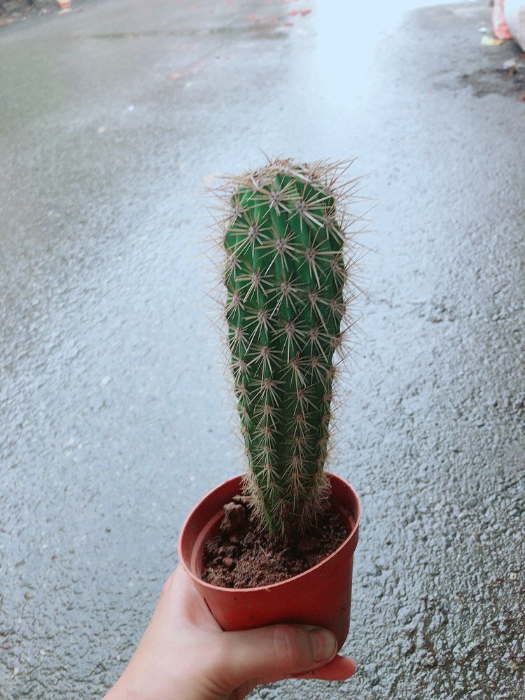 Xương Rồng Trụ