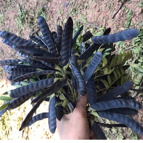 Bồ kết khô 500g