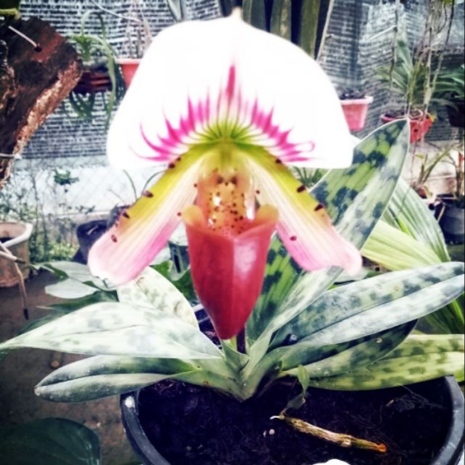 Lan hài vân bắc 1 cây