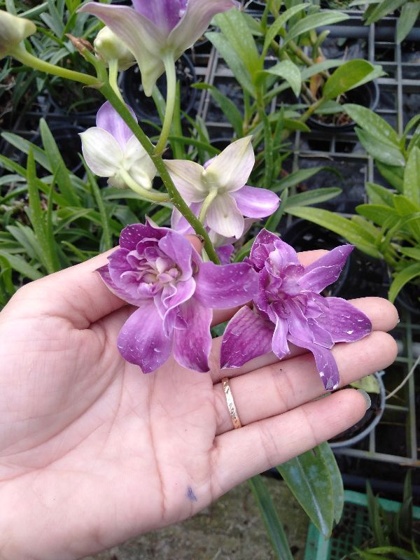 LAN HOA HỒNG CÂY GIỐNG