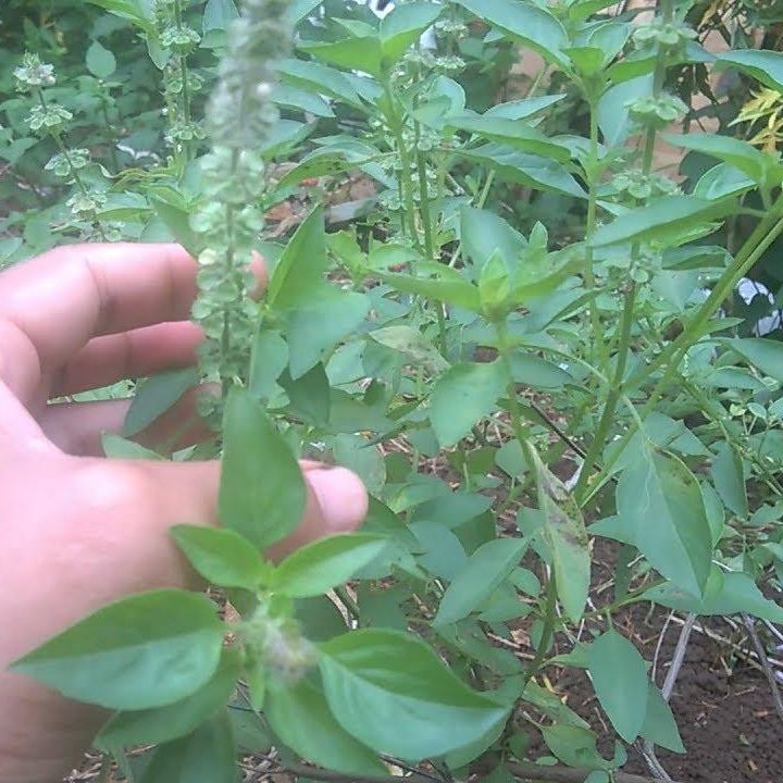 Hạt Giống Rau Thơm Xả (Rau É Trắng) Dễ Trồng, Thơm Ngon (2gr)