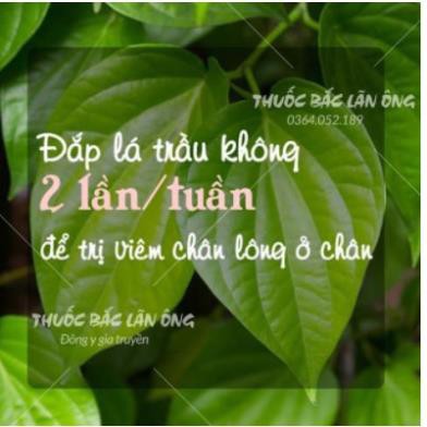 500GR BỘT TRẦU KHÔNG BỘT LÁ TRẦU KHÔNG