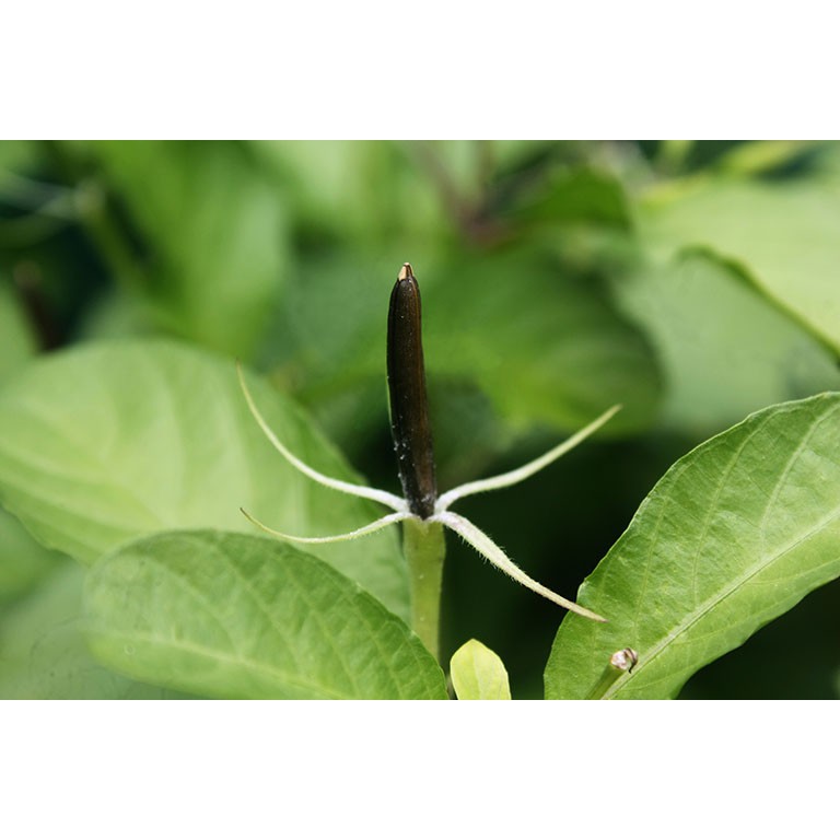 Hạt giống cây Nổ - sâm Tanh Tách (10 quả)