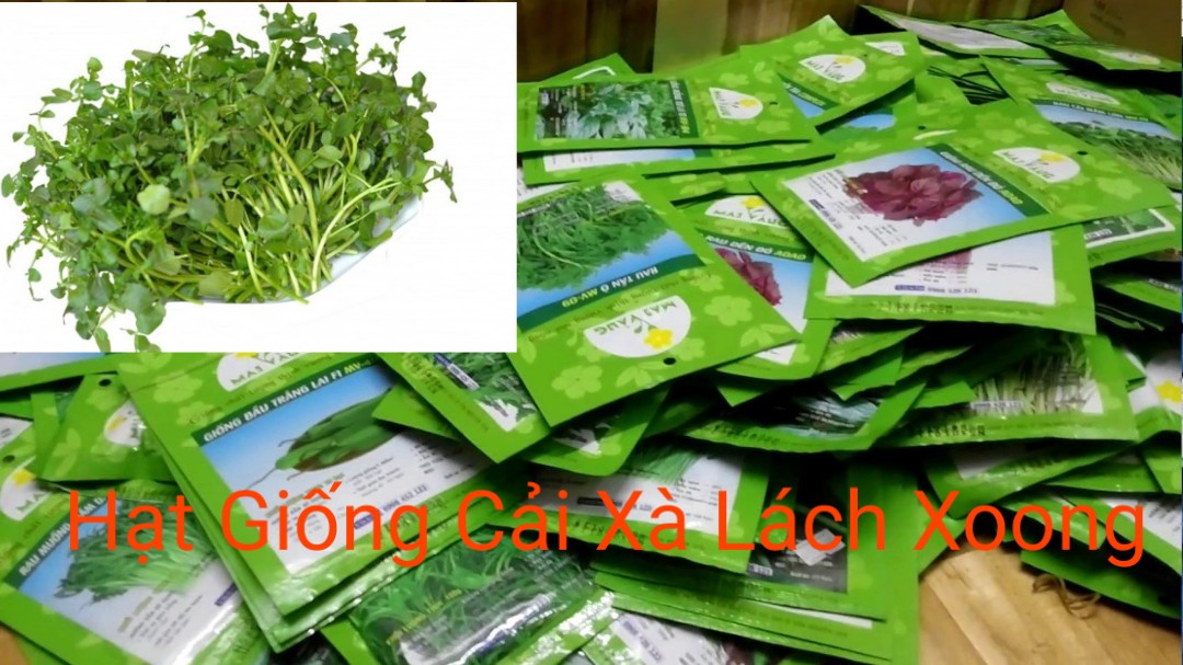 Hạt giống cải xà lách xoong