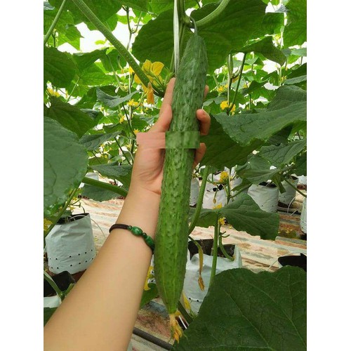 Hạt giống Dưa chuột Nhật quả dài ( dưa chuột kiếm ) Gói 10 Hạt