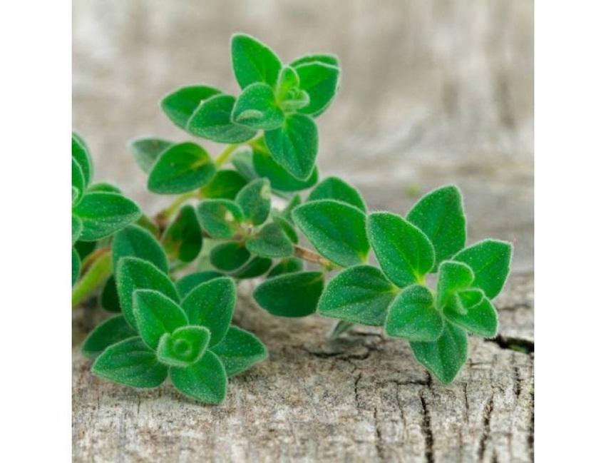 Hạt giống oregano Ý