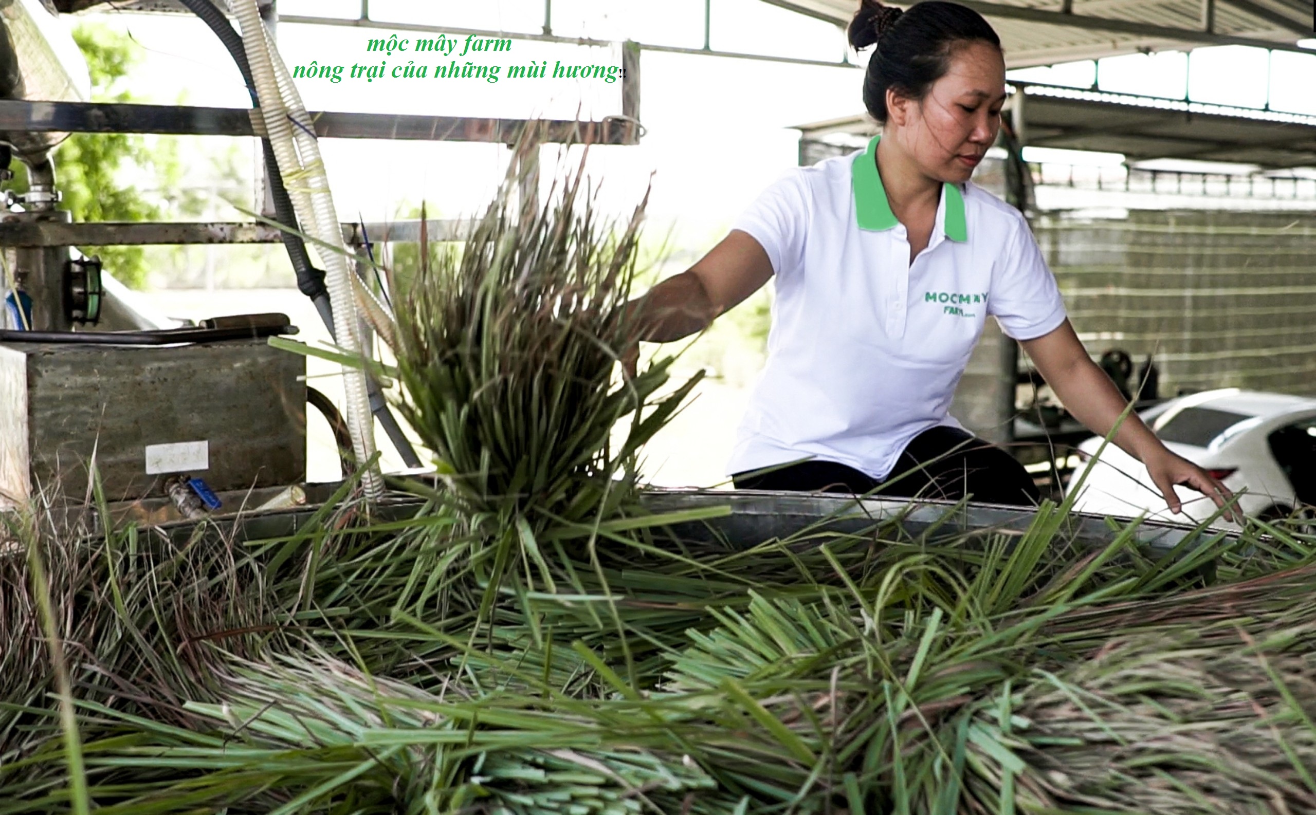 Tinh dầu sả chanh Mộc Mây - tinh dầu nguyên chất từ thiên nhiên, xông phòng, thơm phòng, thư giản, đuổi muỗi, đạt tiêu chuẩn xuất khẩu