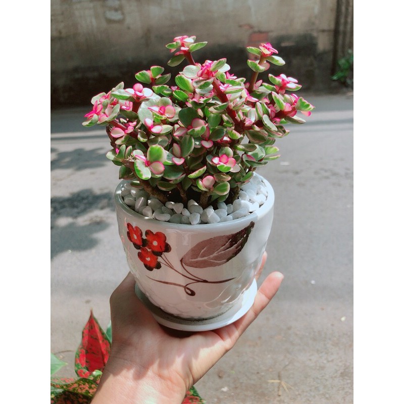 [HCM]Chậu Cây Cành Vàng Lá Ngọc