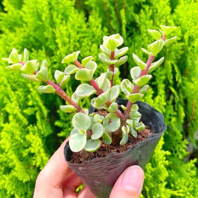 Sen đá đôla 3-5cm
