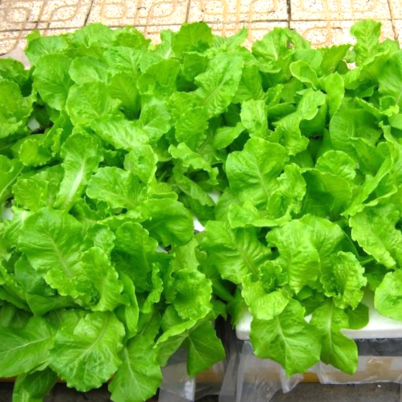 Combo 4 gói hạt giống xà lách ( xà lách xoăn tím- xoăn xanh - xà lách đăm - xà lách chịu nhiệt)