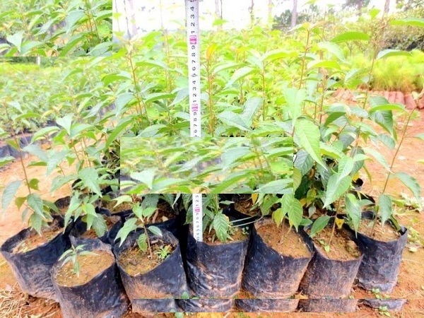 CÂY GIỐNG HOA ANH ĐÀO NHẬT BẢN