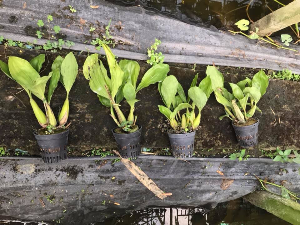Indo Thanh Dac Orchids