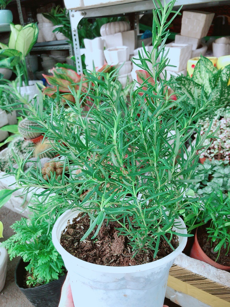 Chậu Hương Thảo