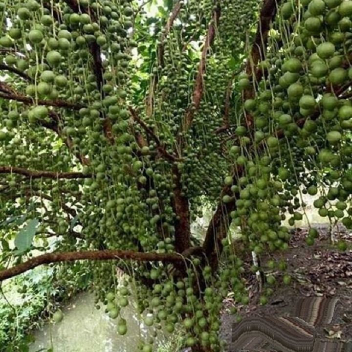 CÂY GIỐNG BÒN BON