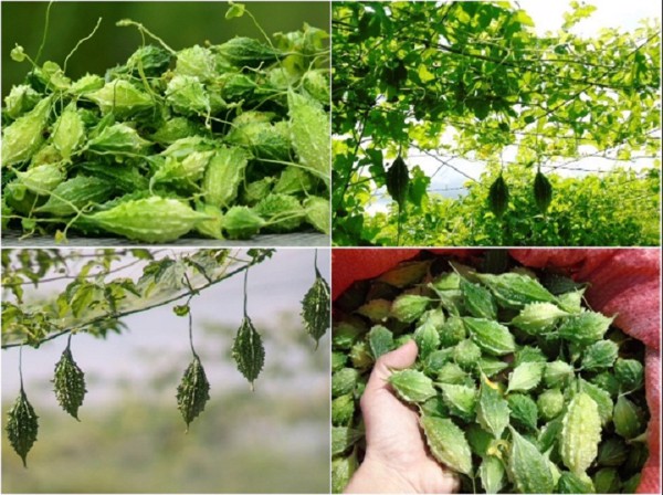 "Gói 20 Hạt " Hạt Giống (Mướp Đắng ) Khổ Qua Rừng