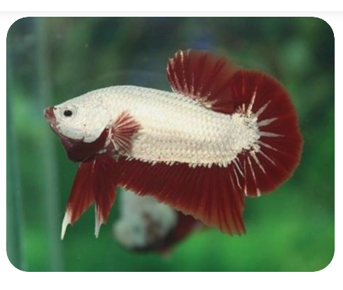 BETTA RED DRAGON mái