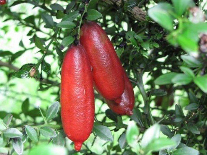 CÂY GIỐNG CHANH NGÓN TAY