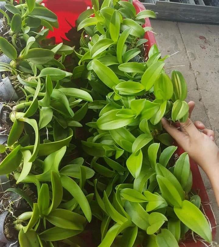 combo 10 denro màu giống