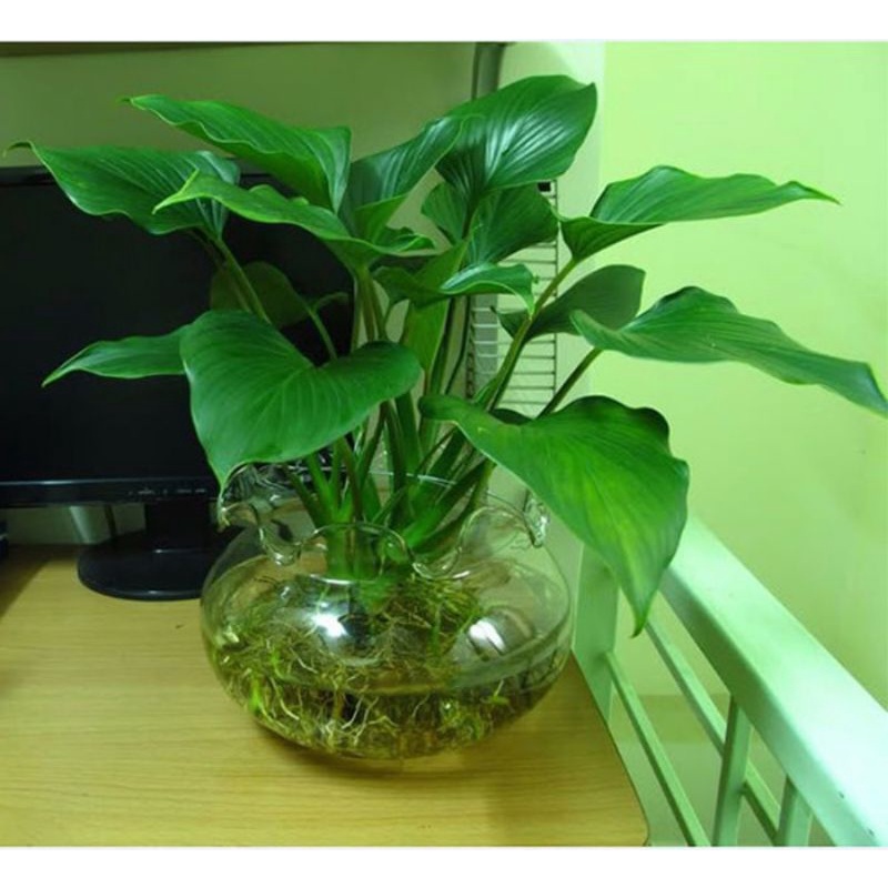 Cây Môn Tai Phật mệnh Thìn