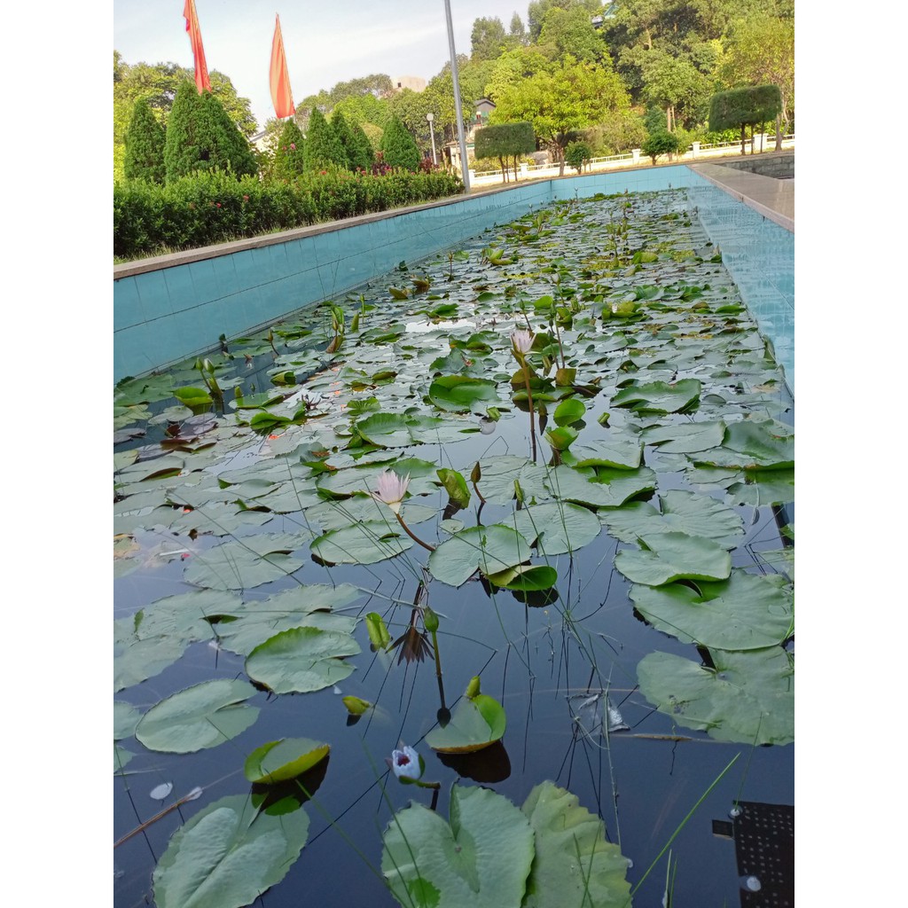 ( RẺ VÔ ĐỊCH) - Cây hoa súng thái lan màu đỏ tía