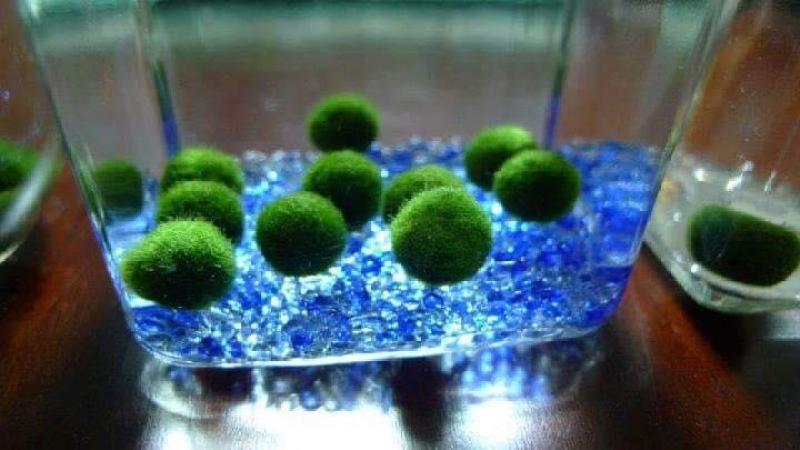 Pé tảo cầu Nhật Bản Marimo dễ thương ( 1 pé là có thể sinh sản )