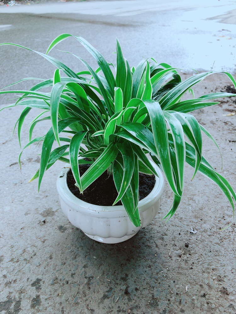 Chậu Cây Lan Chi