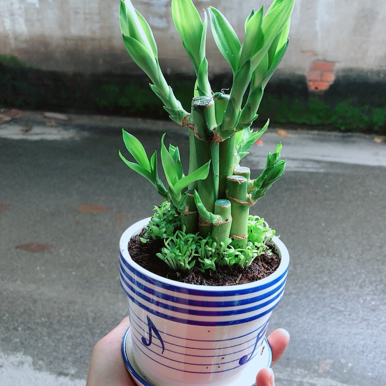 Chậu Cây Trúc Phát Tài