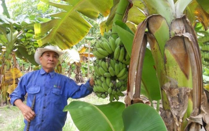 CÂY CHUỐI SỨ GIỐNG