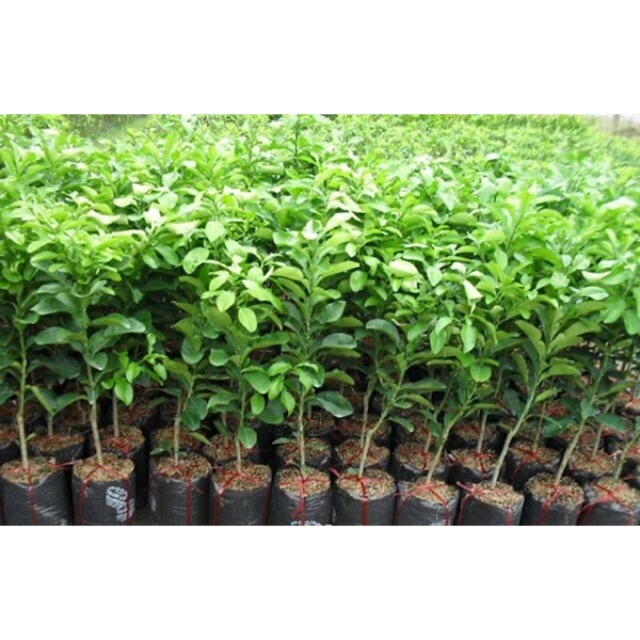 Cây giống Bưởi Năm Roi ( 5 roi )