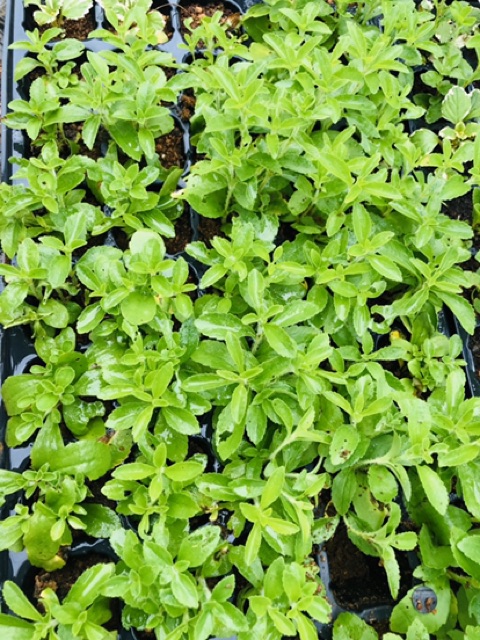 🌱🌱🌱Cỏ Ngọt (nhỏ-lớn)