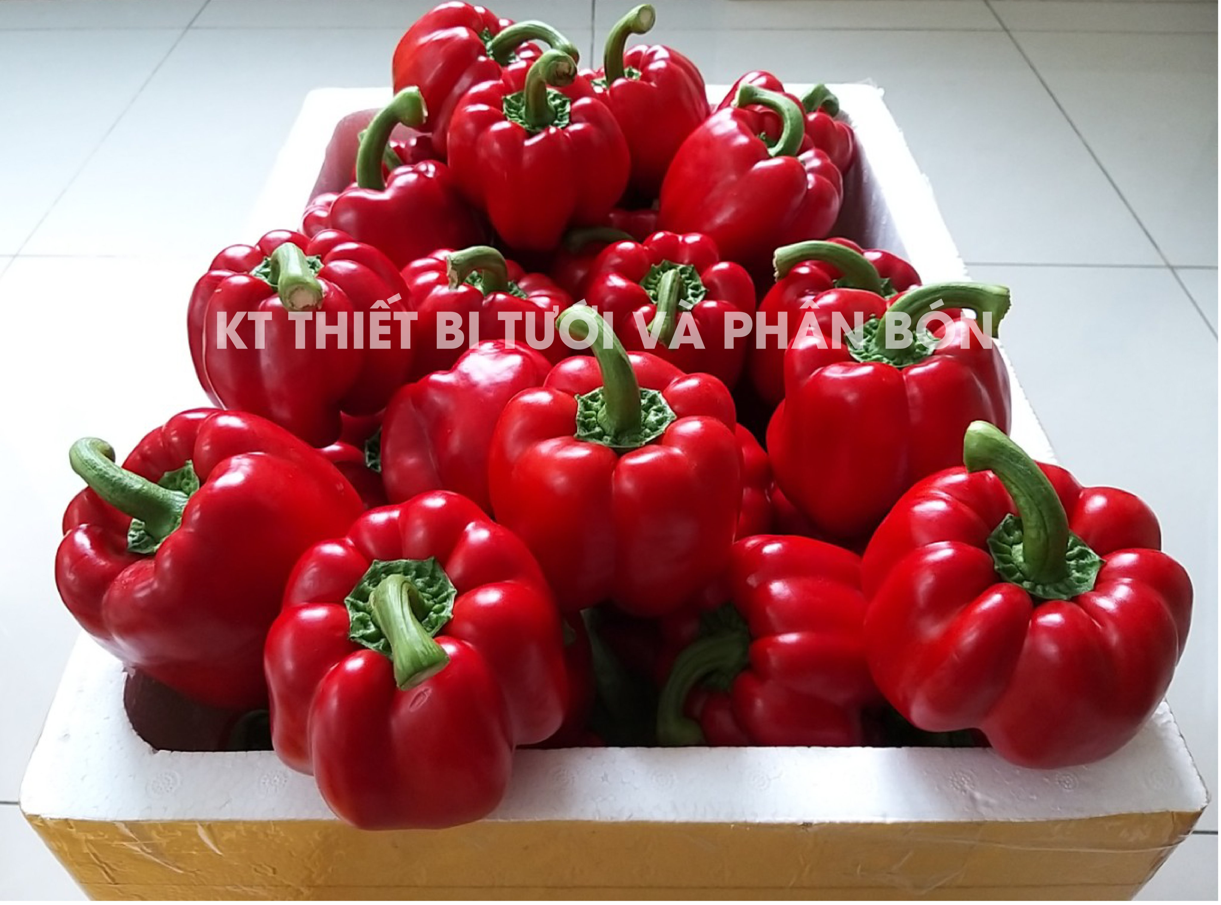 [HCM]Phân bón Canxi Nitrate Nova Calcium 15.5-0-0 (+ 26.5CaO) ( 1kg/ túi)