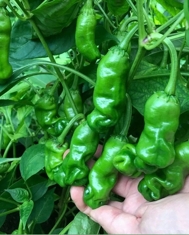 Hạt giống ớt peter ( ớt cu tí ) - Gói 10 Hạt - VTNN2