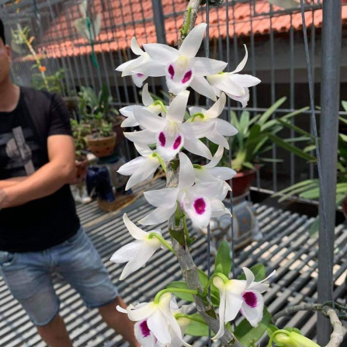 lan phi điệp phú thọ hàng ươm kie