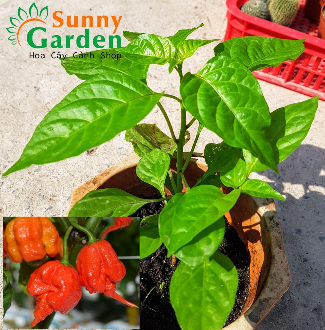 Ớt siêu cay habanero mexico - cây ăn quả giống