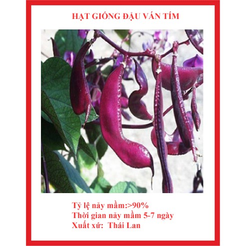 5 gr hạt giống đậu ván tím