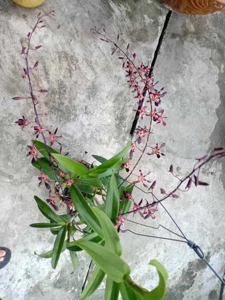 Hoa lan hắc long xưa
