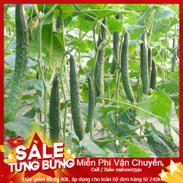 Hạt giống dưa chuột nhật f1 - 10 hạt