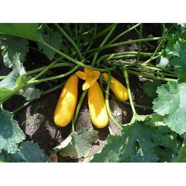 Hạt Giống Bí Ngòi Vàng F1 (15 hạt)