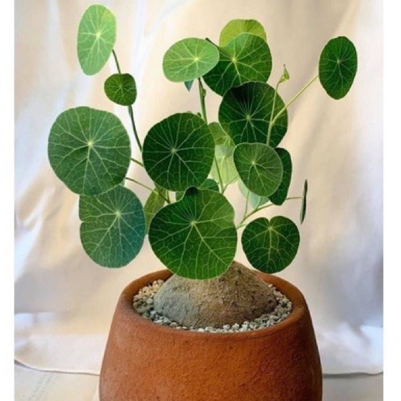 Củ Bình Vôi thái có lá 1kg lz6