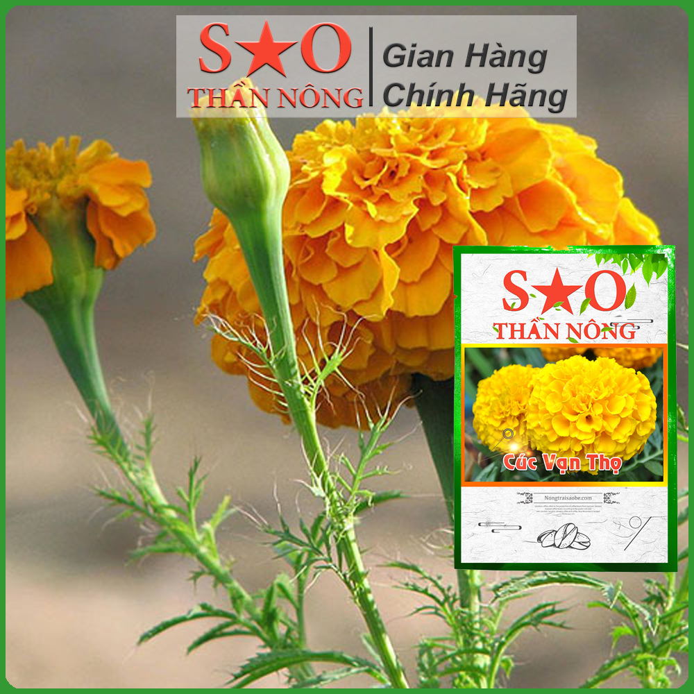 Hạt giống hoa Cúc Vạn Thọ - Sao Thần nông