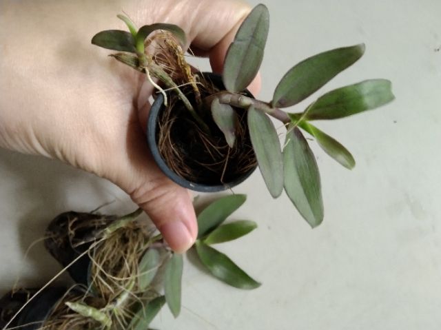 Phi điệp Châu Như gieo hạt