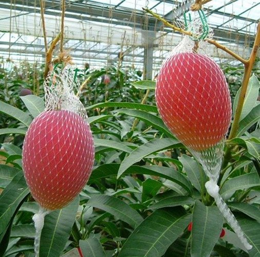 Cây giống Xoài Đỏ Nhật Bản. [ CÂY GIỐNG CAO 1M ĐẸP ]