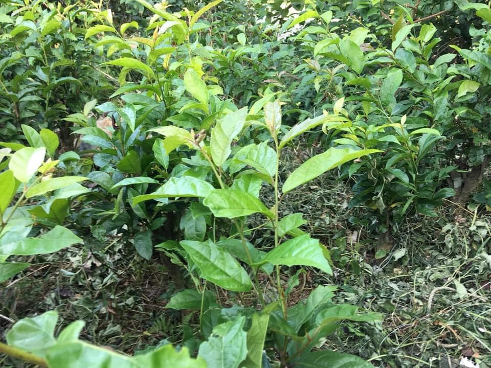 [ viện công nghệ sinh học nông lâm cây xạ đen chính gốc hoà bình