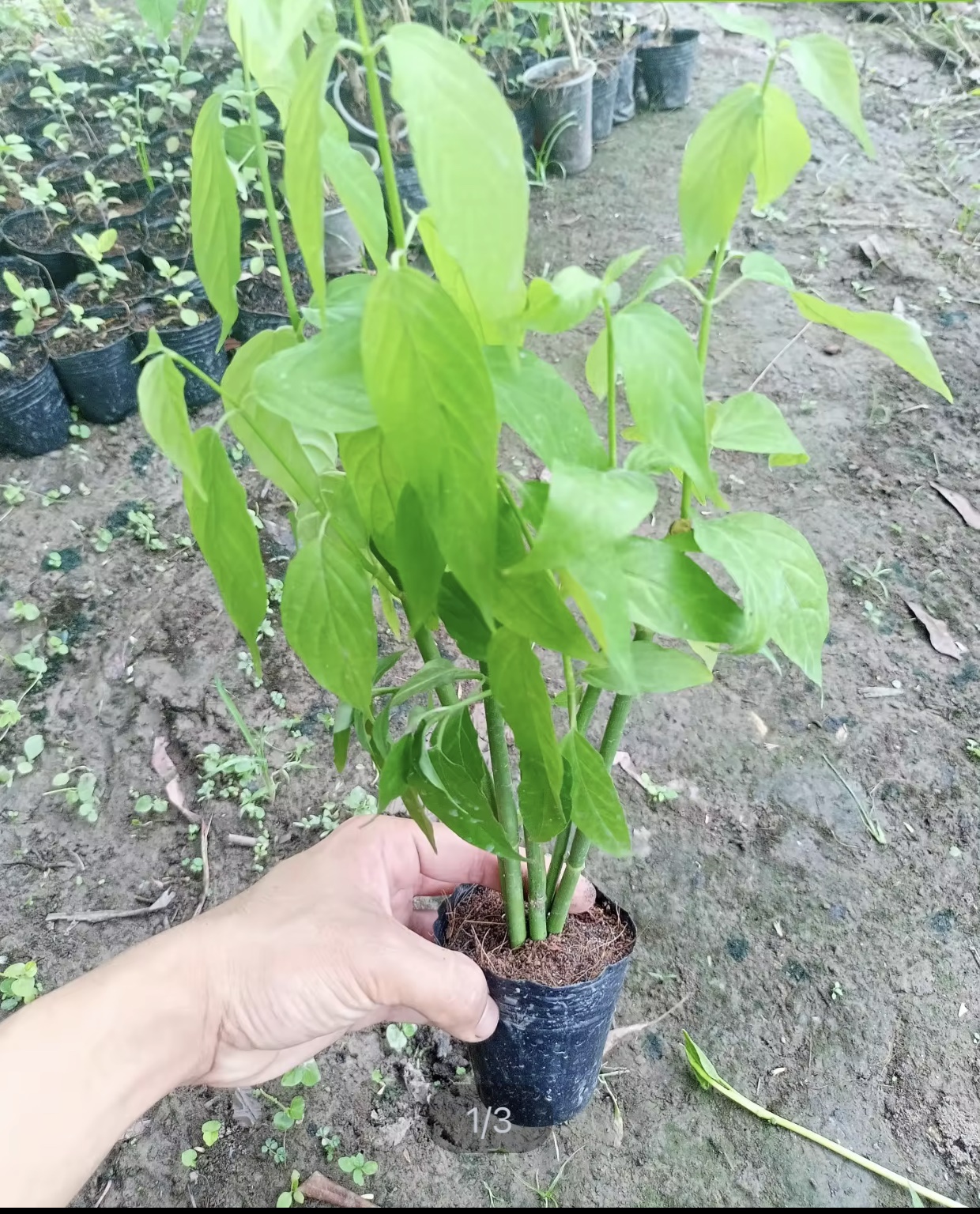 Cây Bìm Bịp Giống Chuẩn
