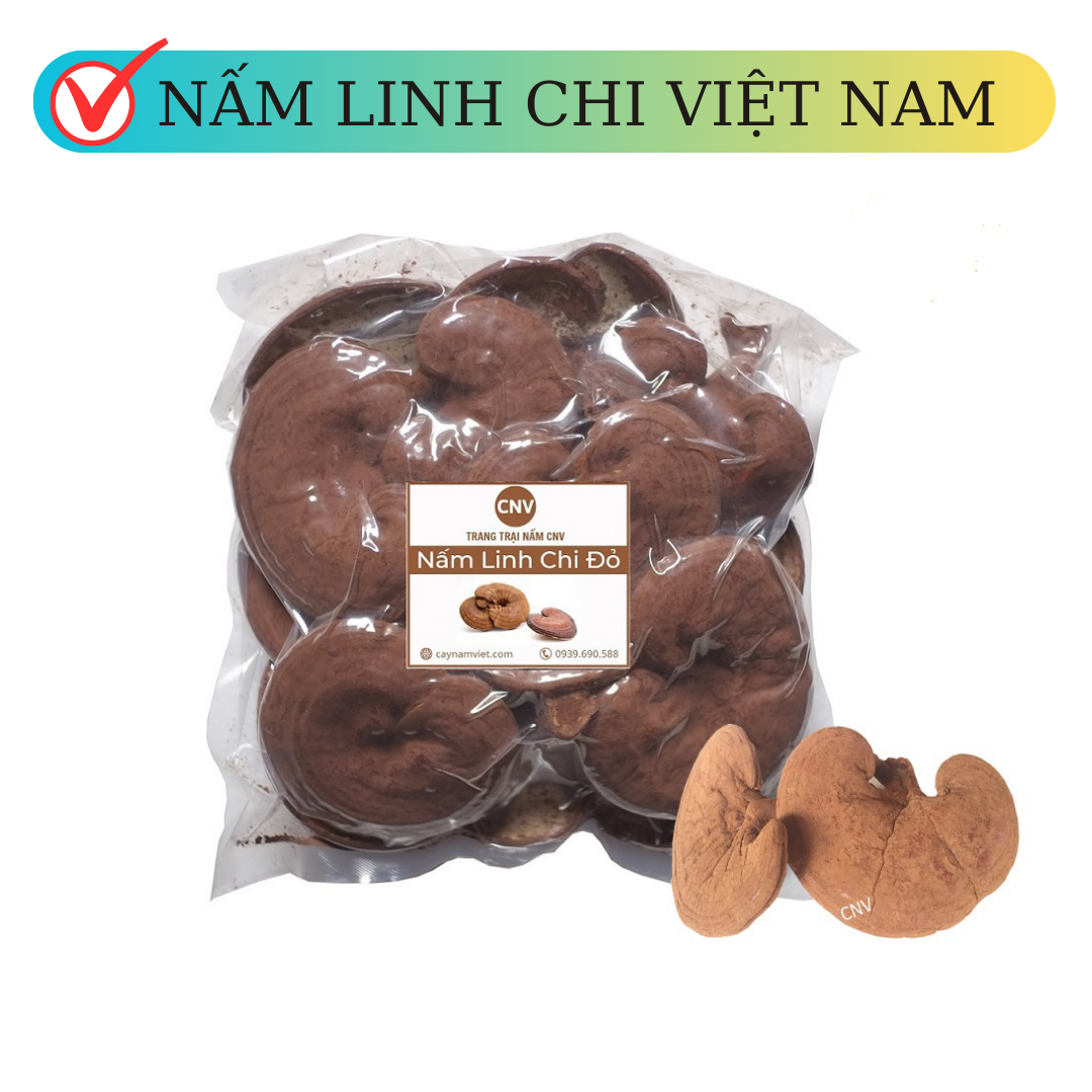 Nấm linh chi đỏ cao cấp CNV 250g (Xích chi Việt Nam)