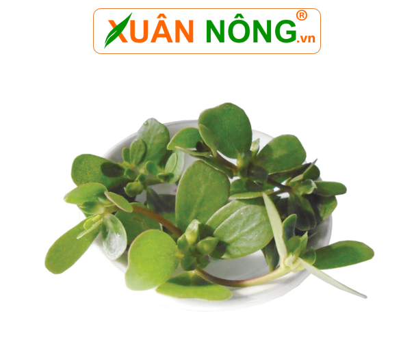 Hạt Giống Rau Sam Rado 683  Rạng Đông Gói 1Gram