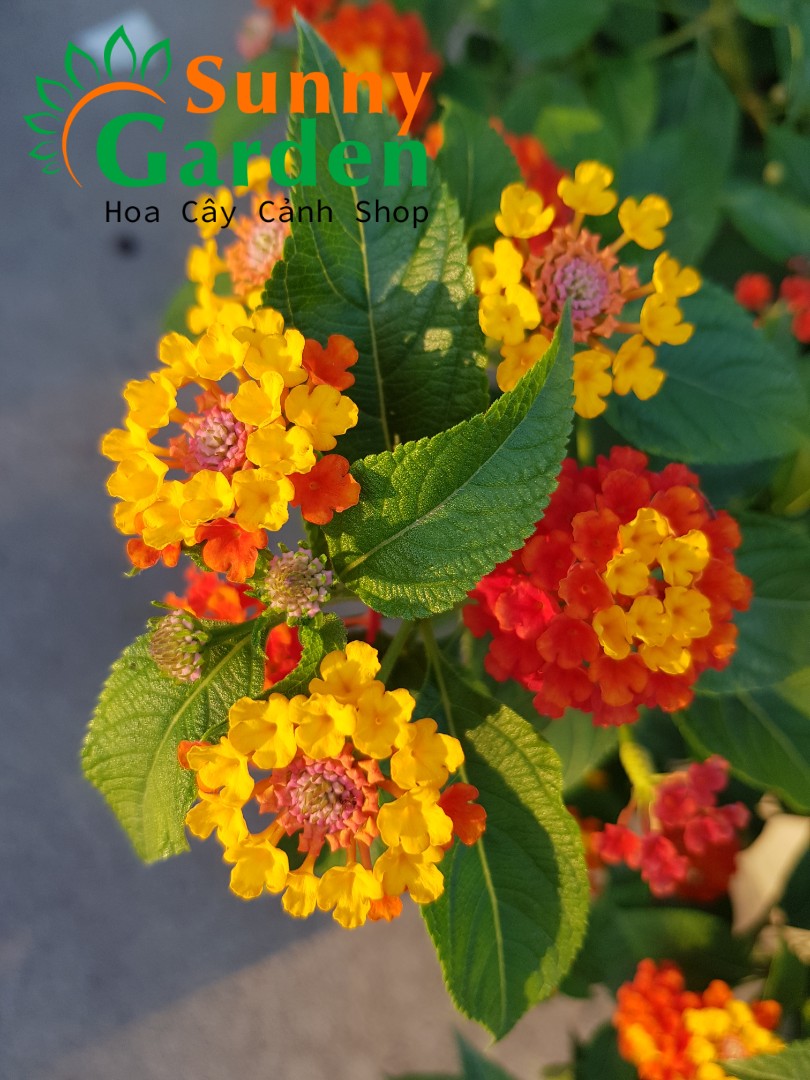 Cây Trâm Ổi ( Hoa Ngũ Sắc) Nhiều Màu Đa Dạng - Cây Cảnh
