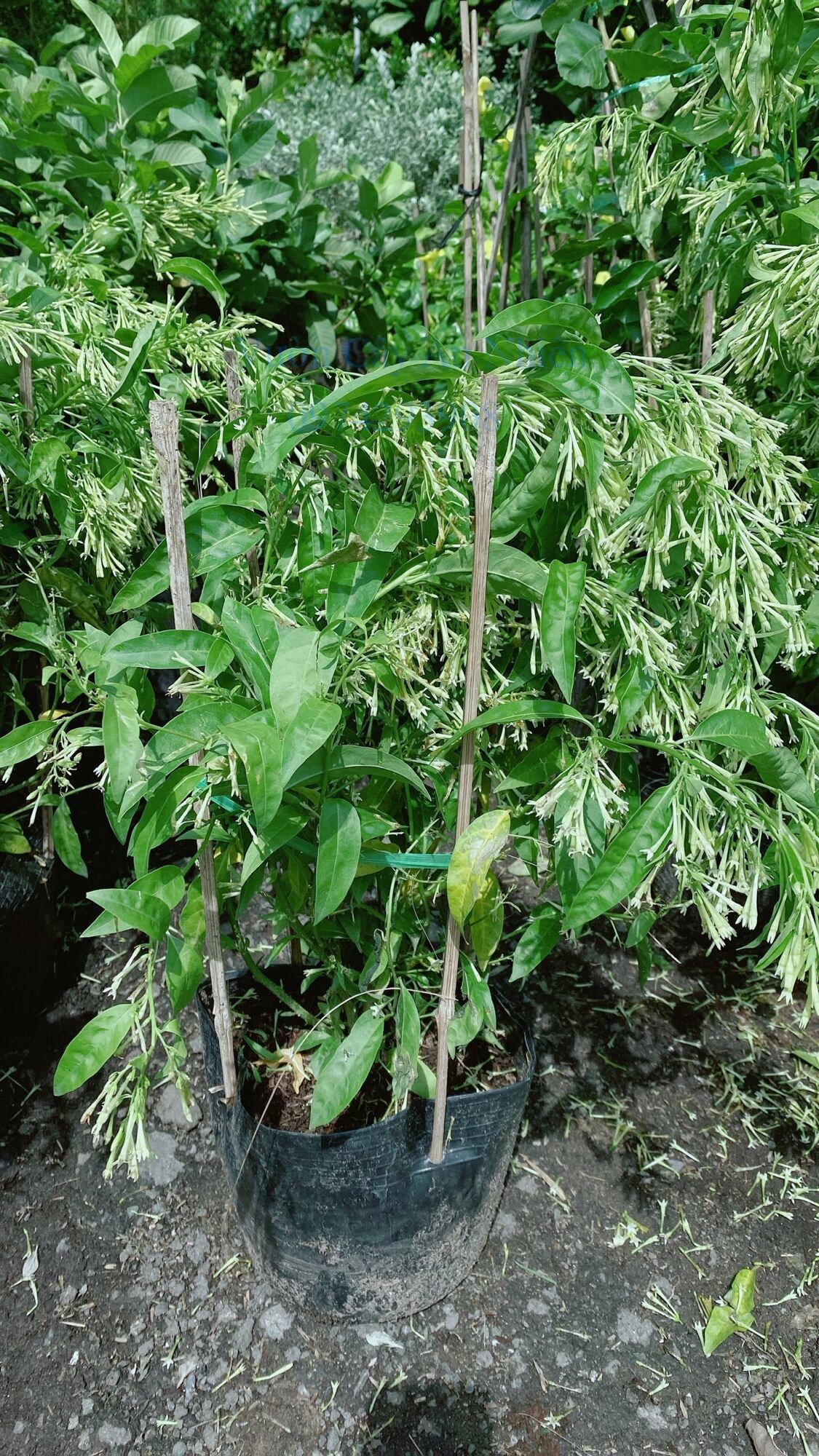 Cây dạ lý hương